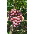 good farm fresh fruit grape on sale sweet red grape seeded grape